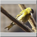 Carduelis spinus - Erlenzeisig m04.jpg